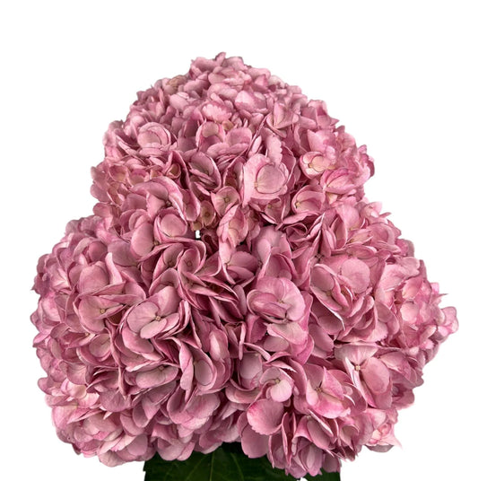 Pink Frosted Rose Hydrangea
