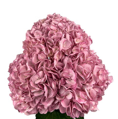 Pink Frosted Rose Hydrangea