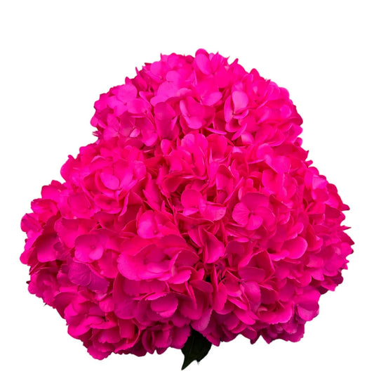 Purple Fuchsia Hydrangea