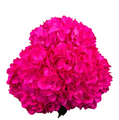 Purple Fuchsia Hydrangea