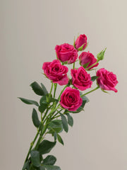 Pink Gem Star Spray Roses