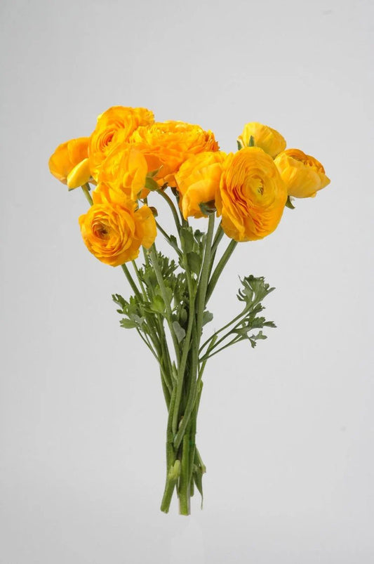 Gold Ranunculus