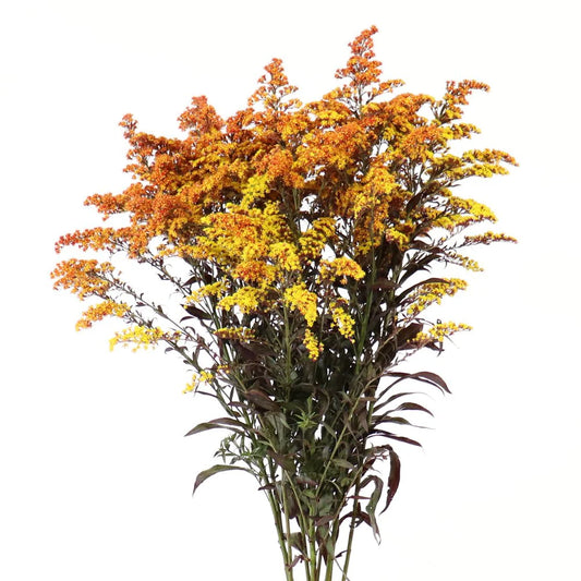 Yellow Tinted Solidago Asters