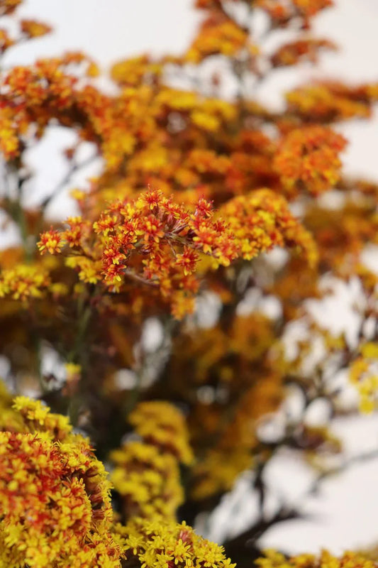 Tinted Solidago