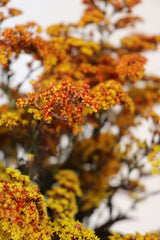 Tinted Solidago