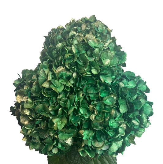 Golden Evergreen Hydrangea