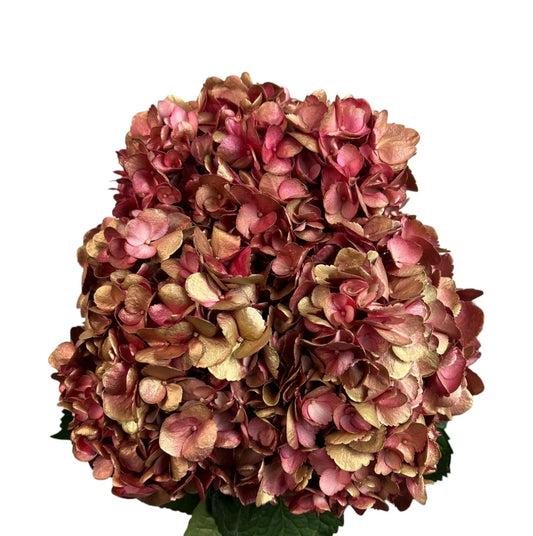 Burgundy Golden Flame Hydrangea