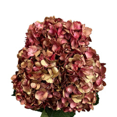 Burgundy Golden Flame Hydrangea