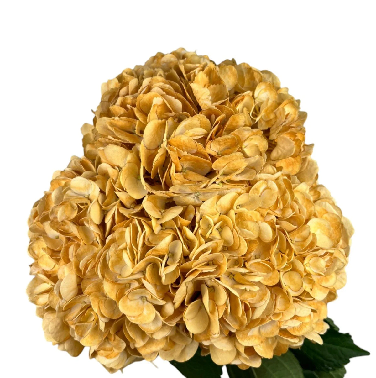 Yellow Golden Harvest Hydrangea