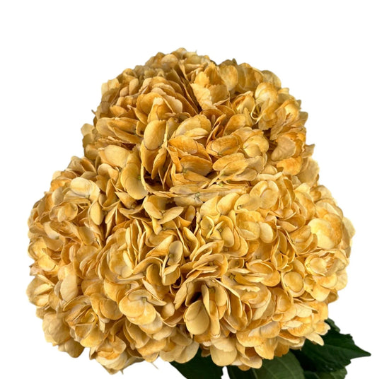 Yellow Golden Harvest Hydrangea