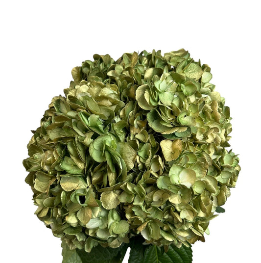 Green Golden Meadow Hydrangea