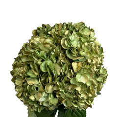 Green Golden Meadow Hydrangea