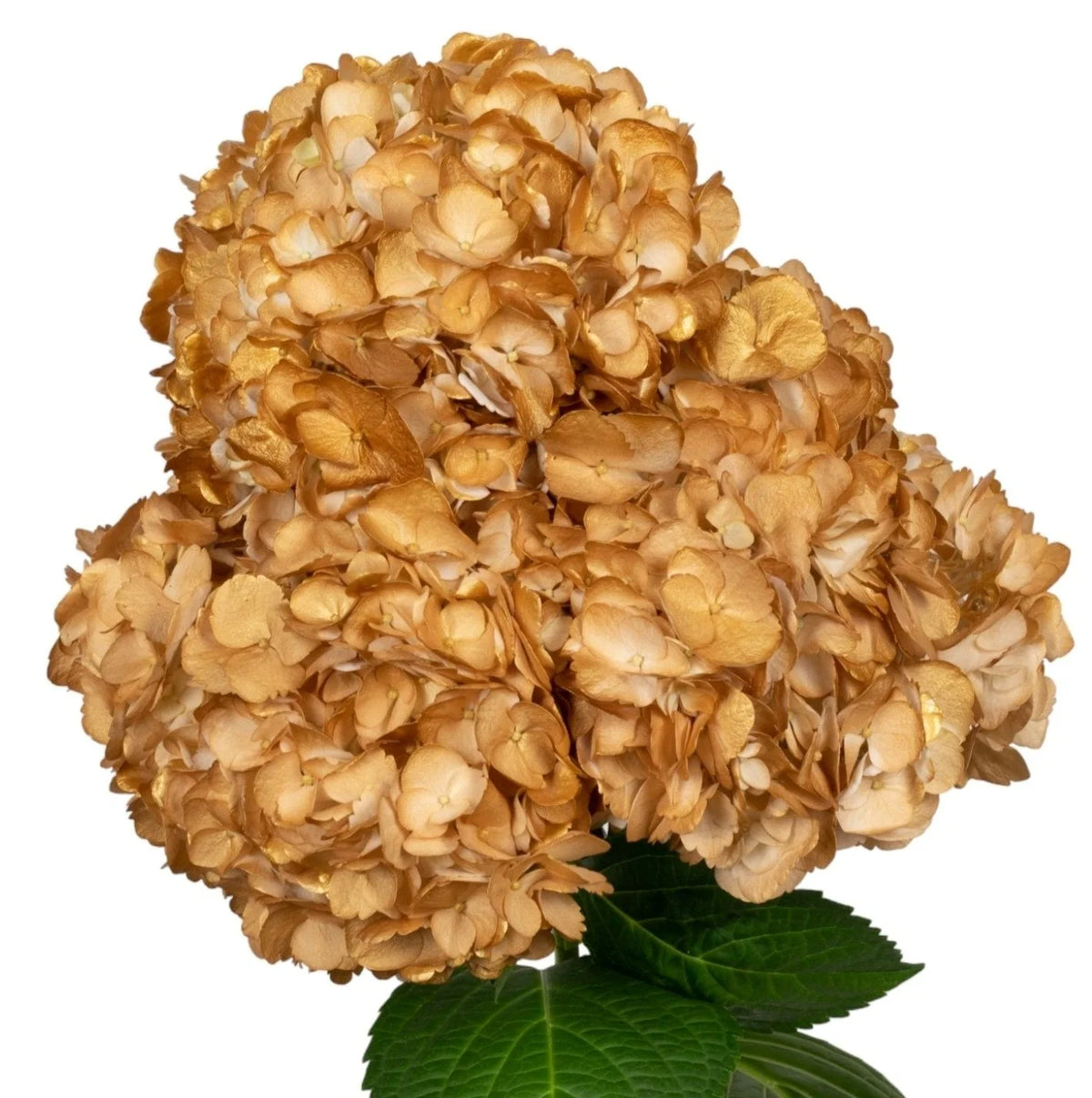 Gold Golden Petal Hydrangea