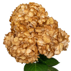 Gold Golden Petal Hydrangea