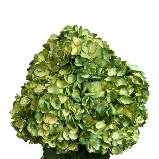 Green Golden Pine Hydrangea