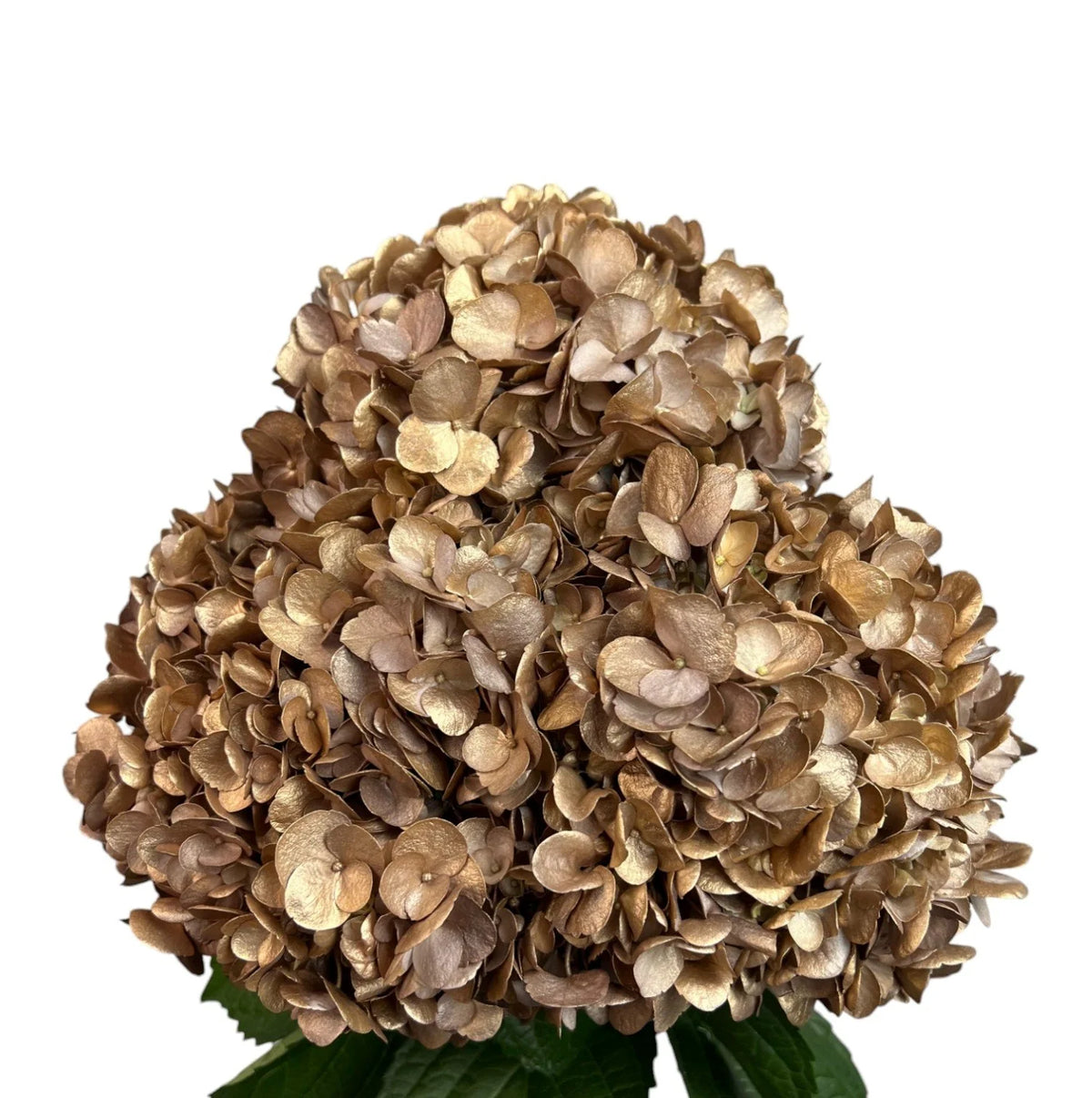 Gold Golden Truffle Hydrangea