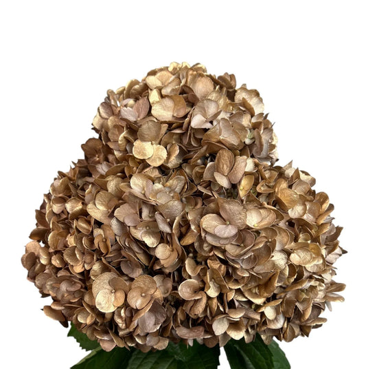 Gold Golden Truffle Hydrangea