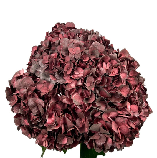 Burgundy Granate Mocha Hydrangea