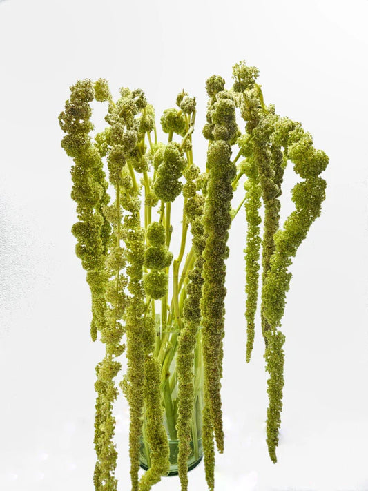 Green Hanging Amaranthus