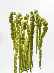 Green Hanging Amaranthus