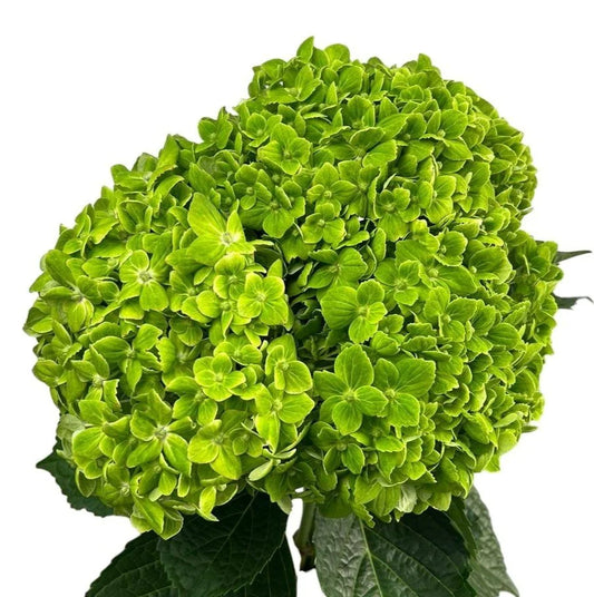 Green Emerald Hydrangea