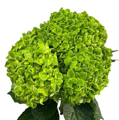 Green Emerald Hydrangea