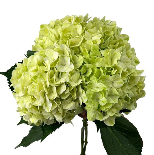 Green Pale Hydrangea