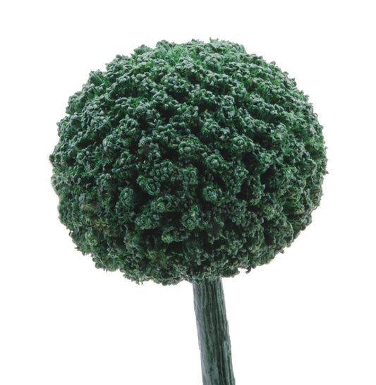 Green Tinted Craspedia