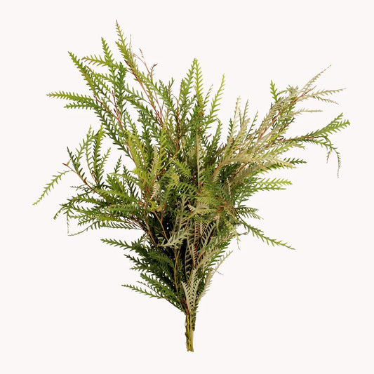 Green Grevillea Foliage & Greens
