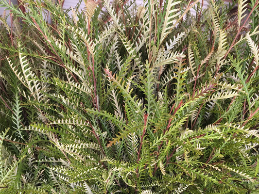 Grevillea