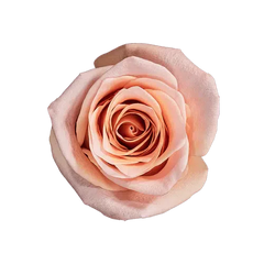 Light Pink Havana Roses