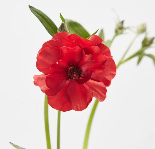 Red Hera Butterfly Ranunculus