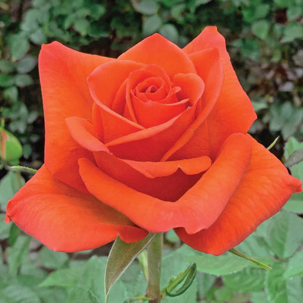 Orange Hilux Roses