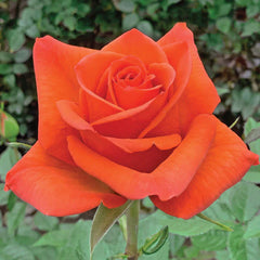 Orange Hilux Roses