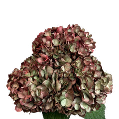 Burgundy Holiday Charm Hydrangea