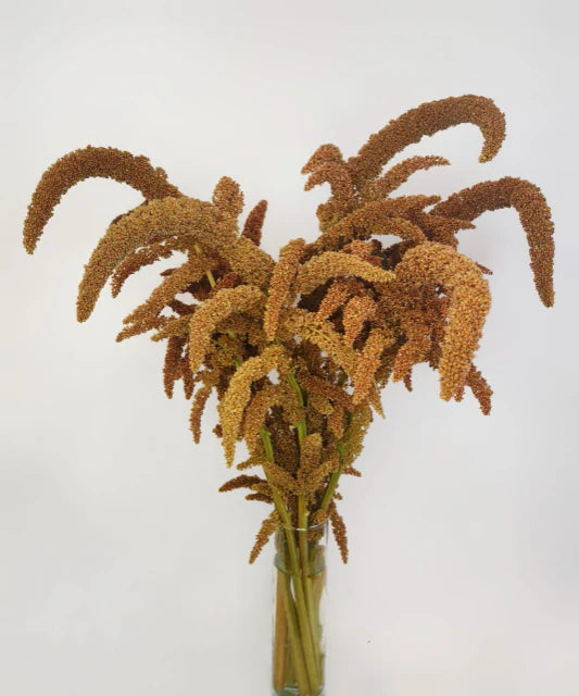 Hot Biscuits Upright Amaranthus