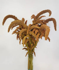 Hot Biscuits Upright Amaranthus