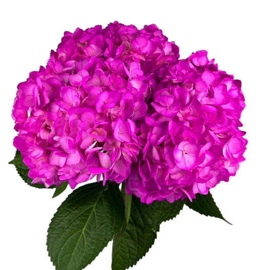 Hot Pink Air Hydrangea