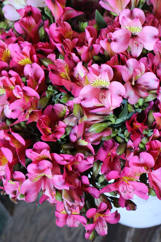 Hot Pink Alstroemeria