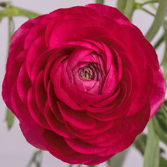 Ranúnculo rosa intenso