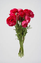 Hot Pink Ranunculus