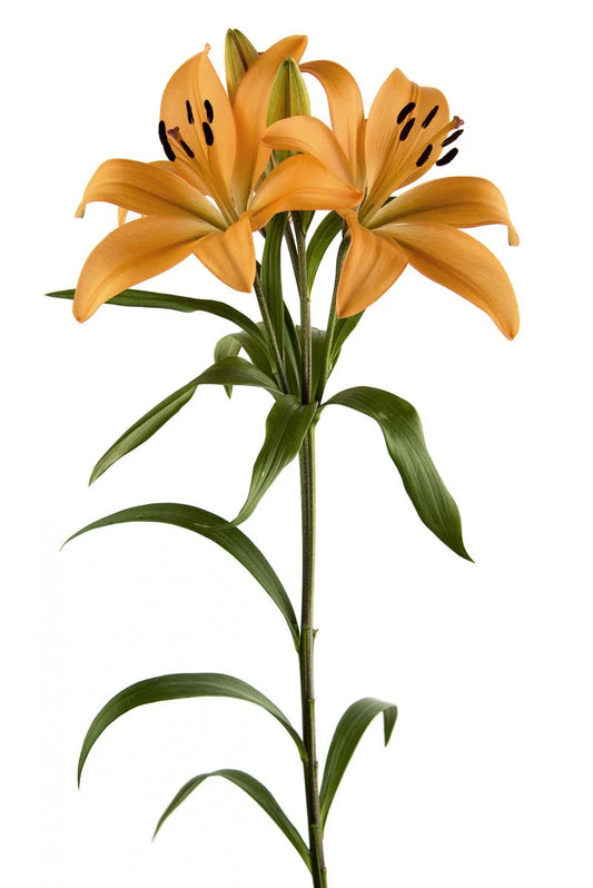 Orange Indian Diamond Asiatic Lilies