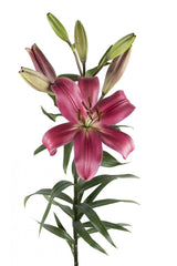 Red Indian Summerset Asiatic Lilies