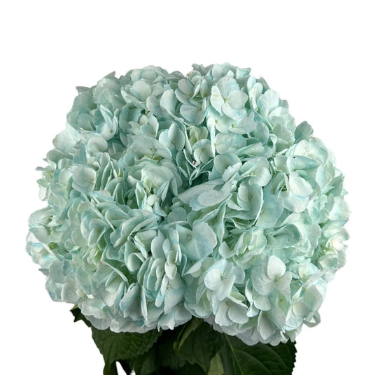 Blue Inspiration Turquoise Hydrangea