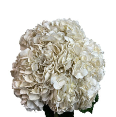White Irish Cream Hydrangea