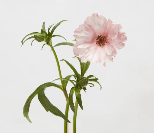 Light Pink Isis Butterfly Ranunculus