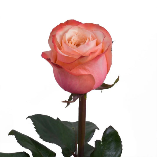Pink Kahala Garden Rose