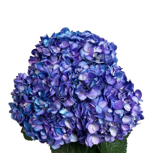Lavender Breeze Hydrangea