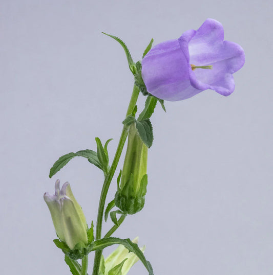 Lavender Campanulas Campanulas
