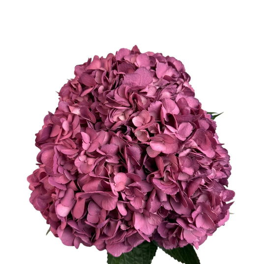 Lavender Merlot Hydrangea